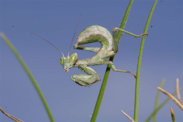 Ameles spallanzania
